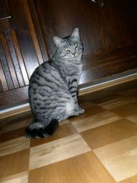 Mikka